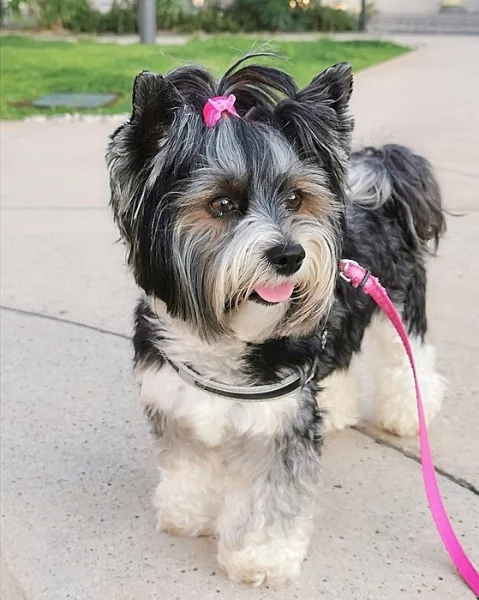 Hledáme ženicha Biewer-jorkšír-terier-tricolor ke krytí