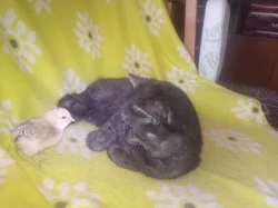 Araukan násadova vajíčka