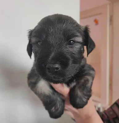 Skye Terrier štěňata s PP