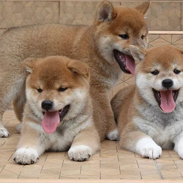Krásné Shiba inu štěňátka s PP