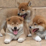 Krásné Shiba inu štěňátka s PP