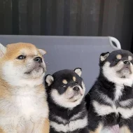 Krásné Shiba inu štěňátka s PP