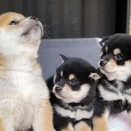 Krásné Shiba inu štěňátka s PP