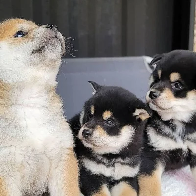 Krásné Shiba inu štěňátka s PP