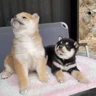 Krásné Shiba inu štěňátka s PP