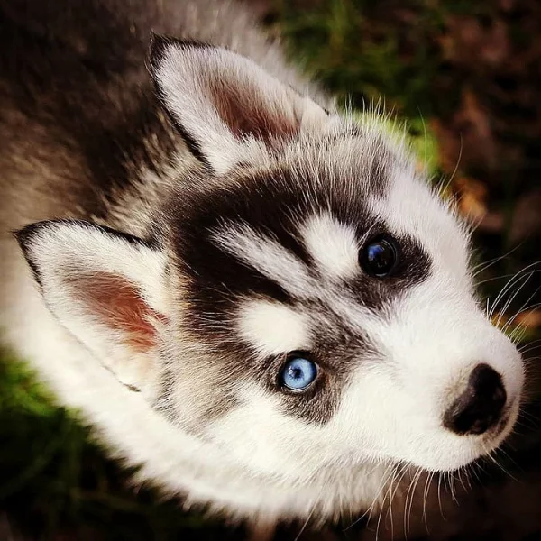 Sibiřský husky (hasky)-puppy