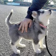 Sibiřský husky (hasky)-puppy