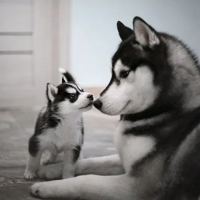 Sibiřský husky (hasky)-puppy