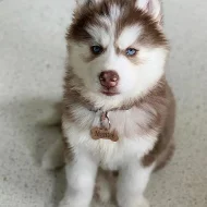 Sibiřský husky (hasky)-puppy