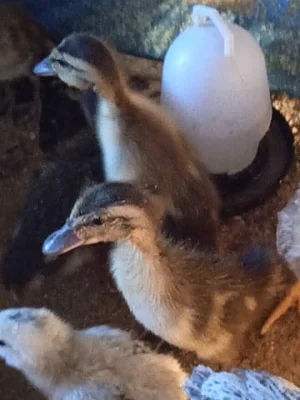 Prodej kachňat Indický Běžec - Plzeň sever, Mladotice