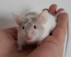 Barevné laboratní myšky z ChS