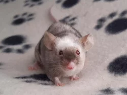 Barevné laboratní myšky z ChS