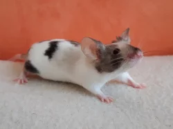 Barevné laboratní myšky z ChS