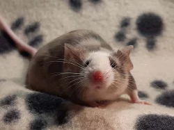 Barevné laboratní myšky z ChS