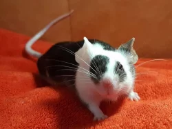 Barevné laboratní myšky z ChS