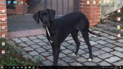 Daruji fenku Německé dogy bez PP