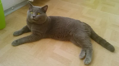 Krytí britským modrým kocourem