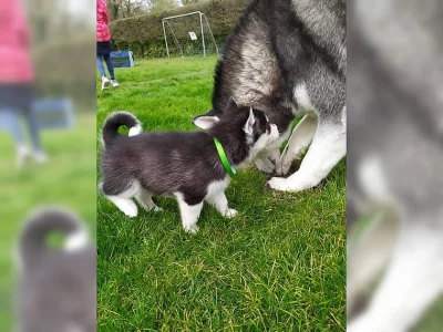 Sibiřský husky štěňata španěl s PP Rodokmen
