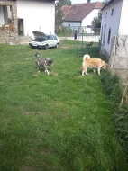 Akita-Inu nádherná fenka