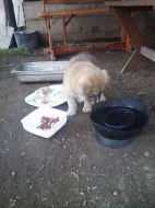 Akita-Inu nádherná fenka
