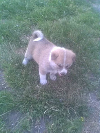 Akita-Inu nádherná fenka