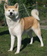 Akita-Inu nádherná fenka
