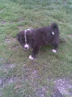 Akita-Inu nádherná fenka