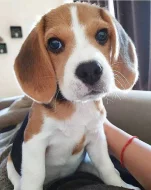 Bígl tricolor