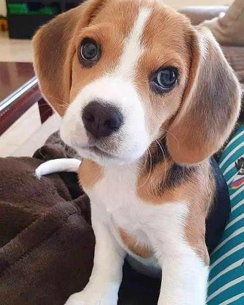 Bígl tricolor