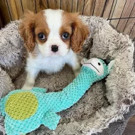 Kavalír king Charles španěl štěňata