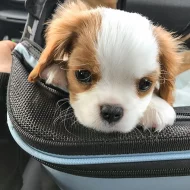 Kavalír king Charles španěl štěňata