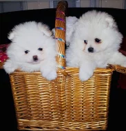 Německý špic trpasličí, Pomeranian