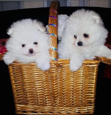 Německý špic trpasličí, Pomeranian
