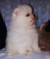 Německý špic trpasličí, Pomeranian