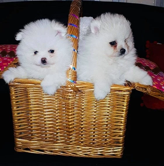 Německý špic trpasličí, Pomeranian