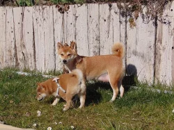 Pejsci Shiba-inu