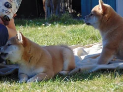 Pejsci Shiba-inu