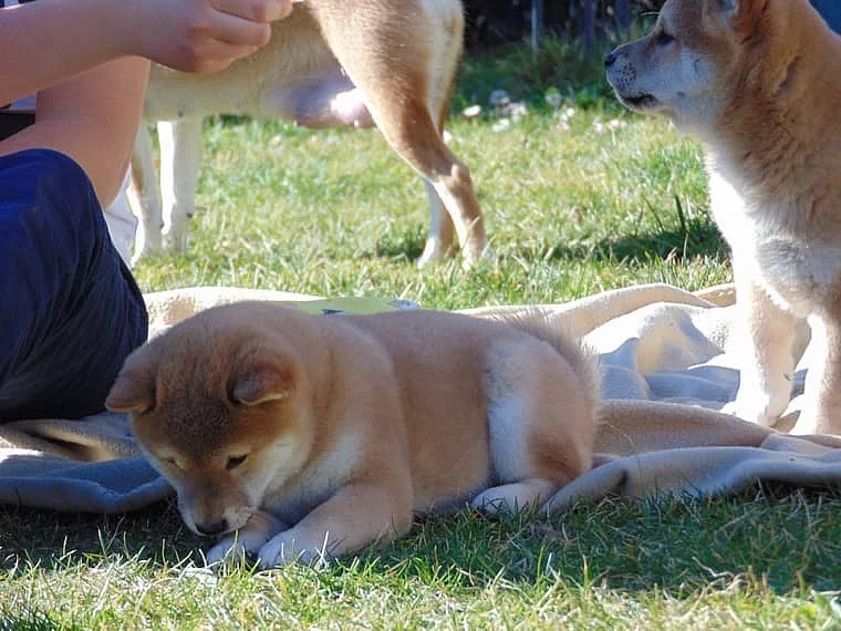 Pejsci Shiba-inu