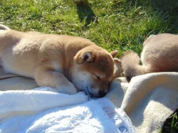 Pejsci Shiba-inu