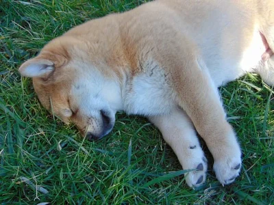 Pejsci Shiba-inu