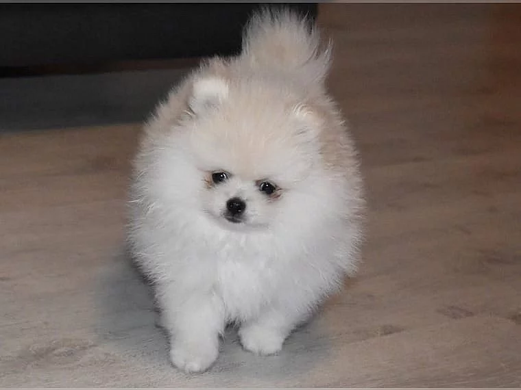 Německý špic pomeranian - štěně