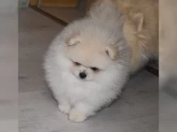 Německý špic pomeranian - štěně