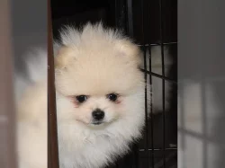 Německý špic pomeranian - štěně