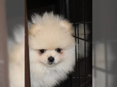 Německý špic pomeranian - štěně