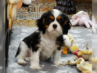 Krásný Kavalír King Charles španěl štěnátka