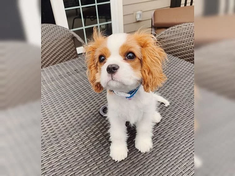 Krásný Kavalír King Charles španěl štěnátka