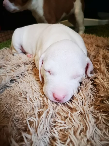 Kříženec labrador x pitbul