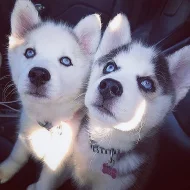 Sibiřský husky s PP