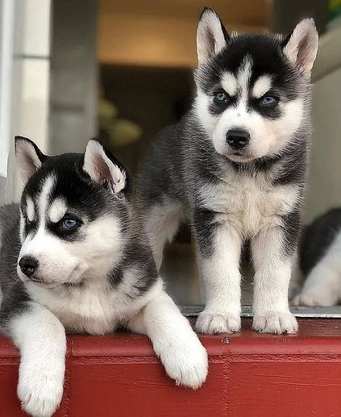 Sibiřský husky s PP