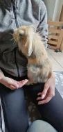Zakrslý králíček beránek